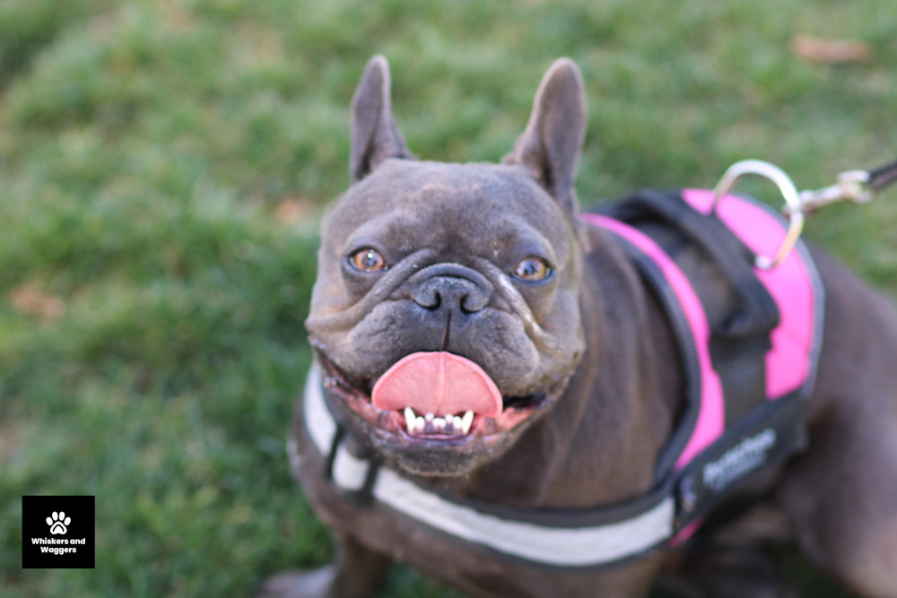 Dog Park Pix 57 Art | Whiskers and Waggers