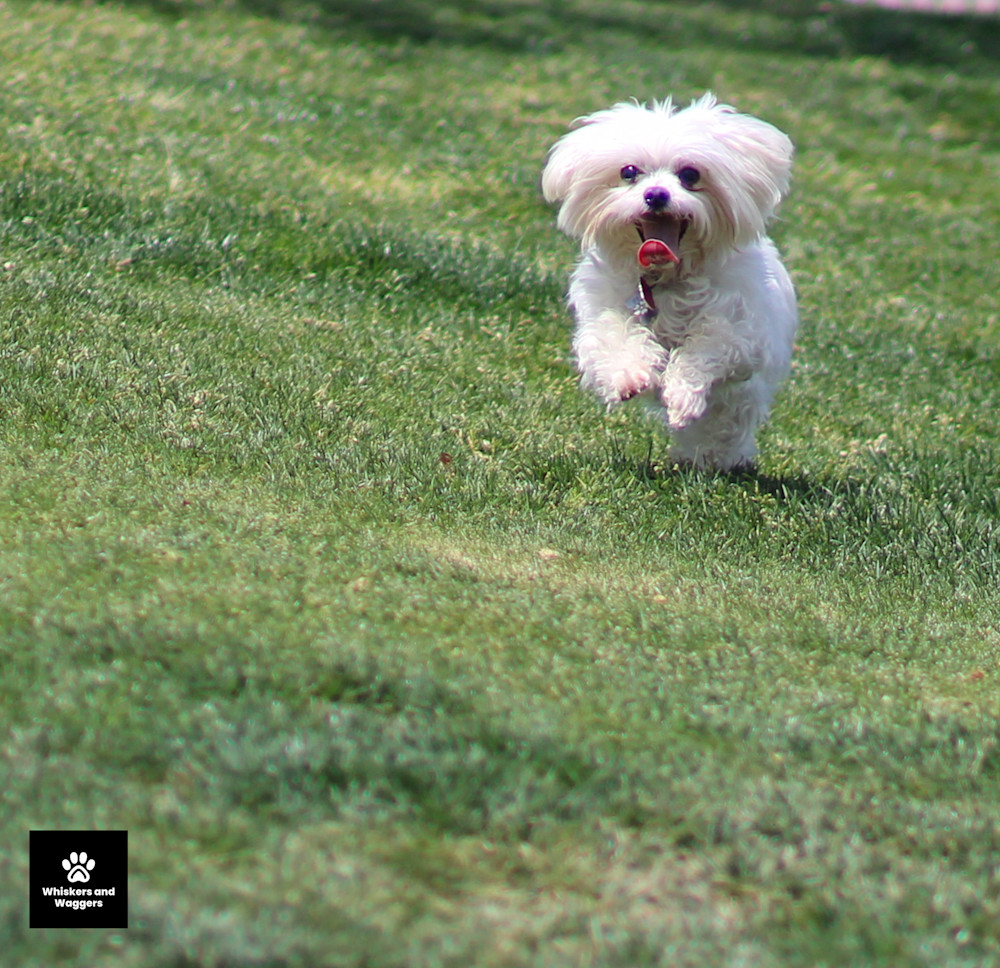 Dog Park Pix 13 Art | Whiskers and Waggers