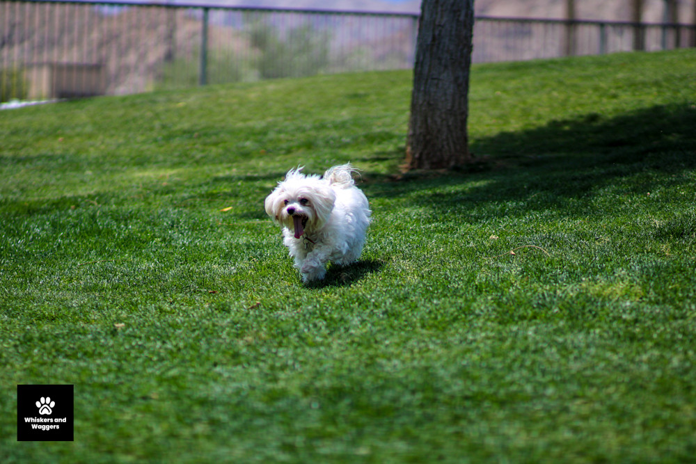 Dog Park Pix 16 Art | Whiskers and Waggers