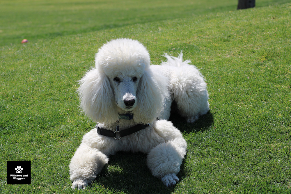 Dog Park Pix 37 Art | Whiskers and Waggers