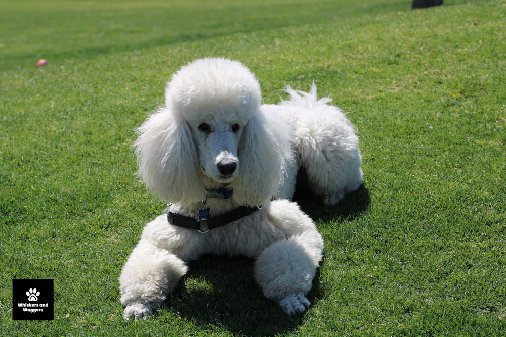 Dog Park Pix 36 Art | Whiskers and Waggers