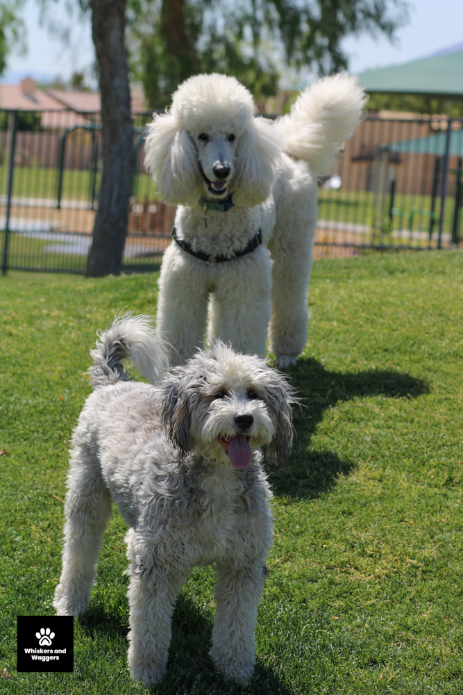 Dog Park Pix 41 Art | Whiskers and Waggers
