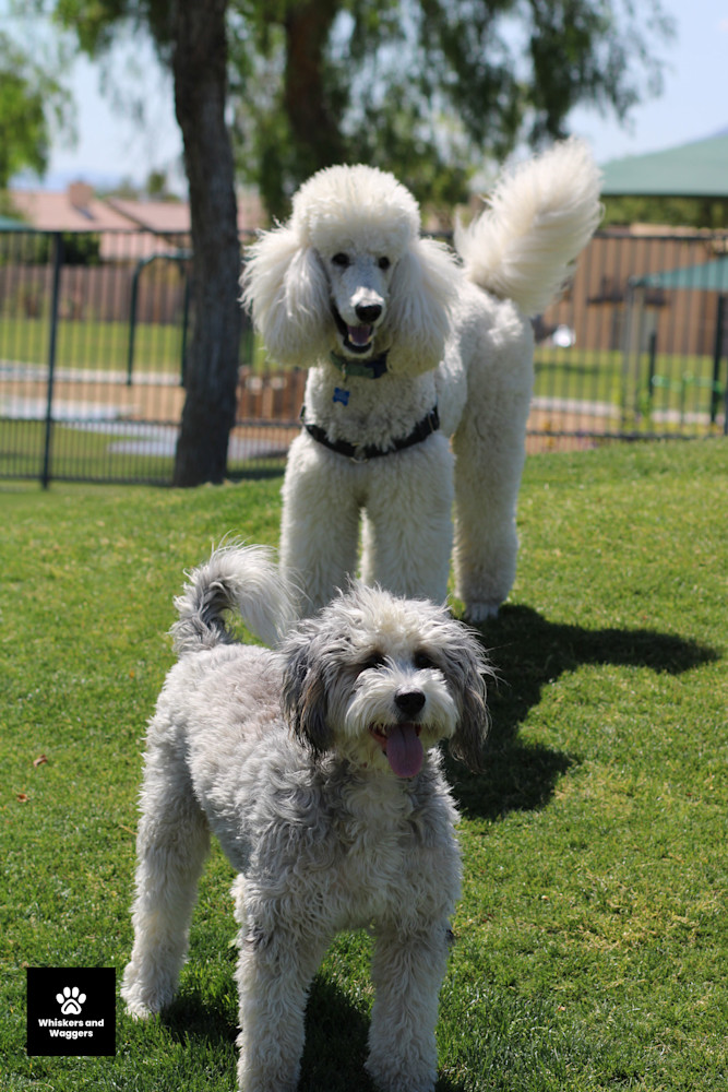 Dog Park Pix 45 Art | Whiskers and Waggers