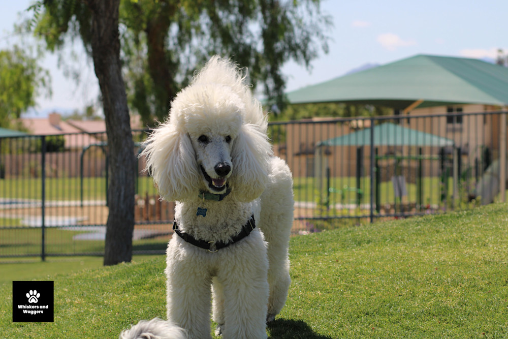 Dog Park Pix 48 Art | Whiskers and Waggers