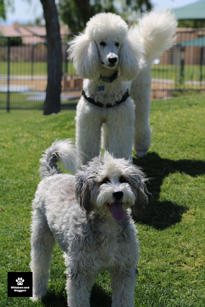 Dog Park Pix 47 Art | Whiskers and Waggers