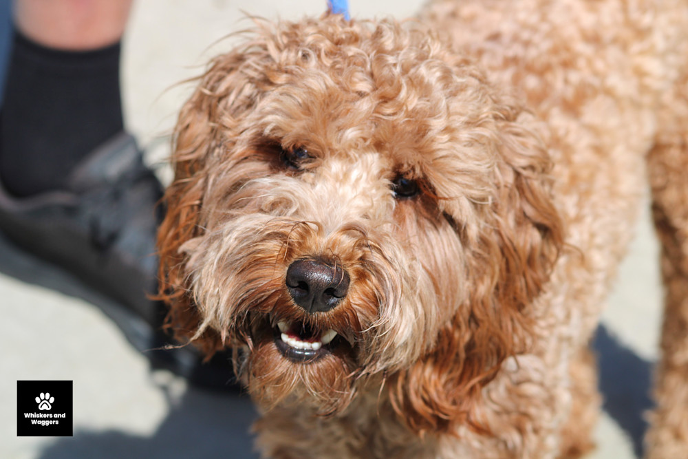 Dog Park Pix 62 Art | Whiskers and Waggers