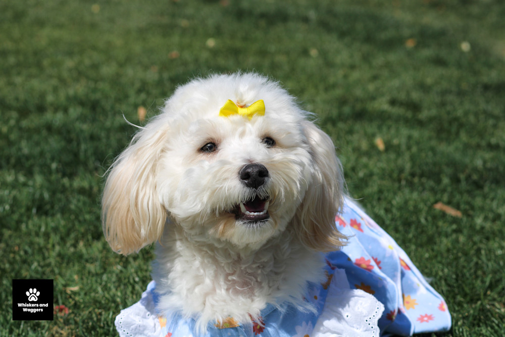 Dog Park Pix 64 Art | Whiskers and Waggers