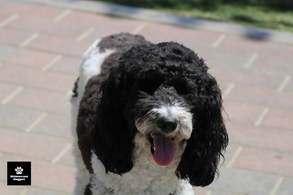 Dog Park Pix 18 Art | Whiskers and Waggers