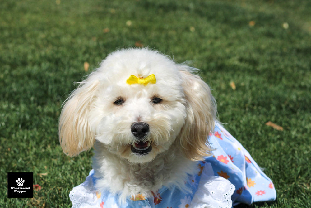 Dog Park Pix 65 Art | Whiskers and Waggers