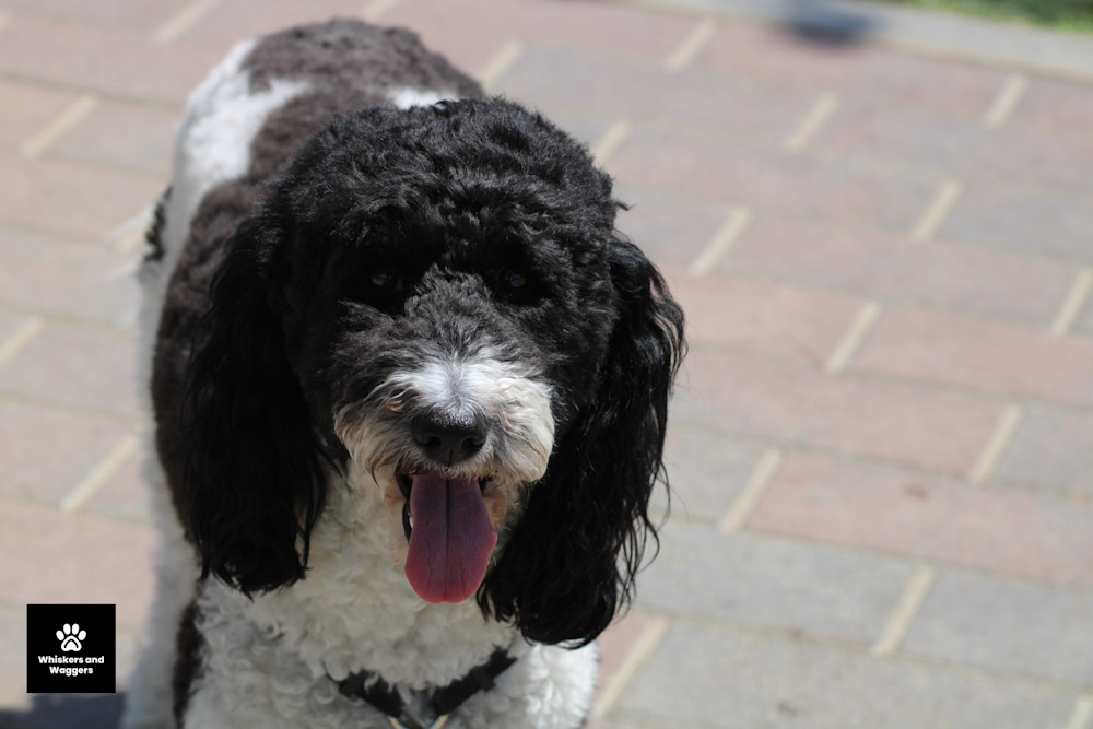 Dog Park Pix 20 Art | Whiskers and Waggers