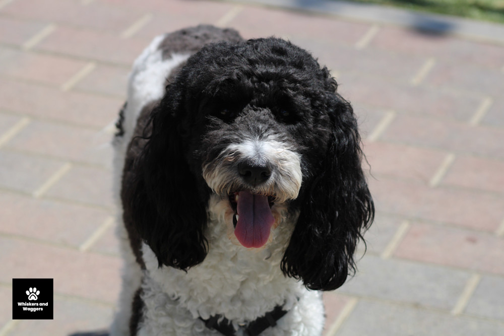 Dog Park Pix 19 Art | Whiskers and Waggers