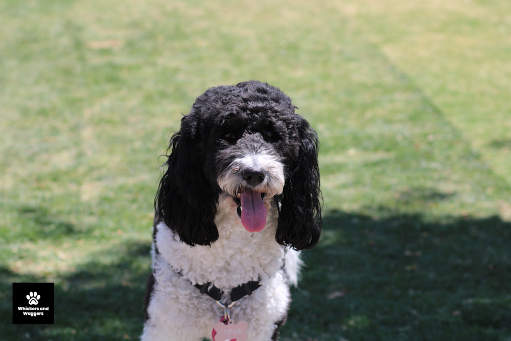 Dog Park Pix 22 Art | Whiskers and Waggers