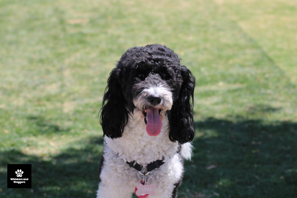 Dog Park Pix 23 Art | Whiskers and Waggers