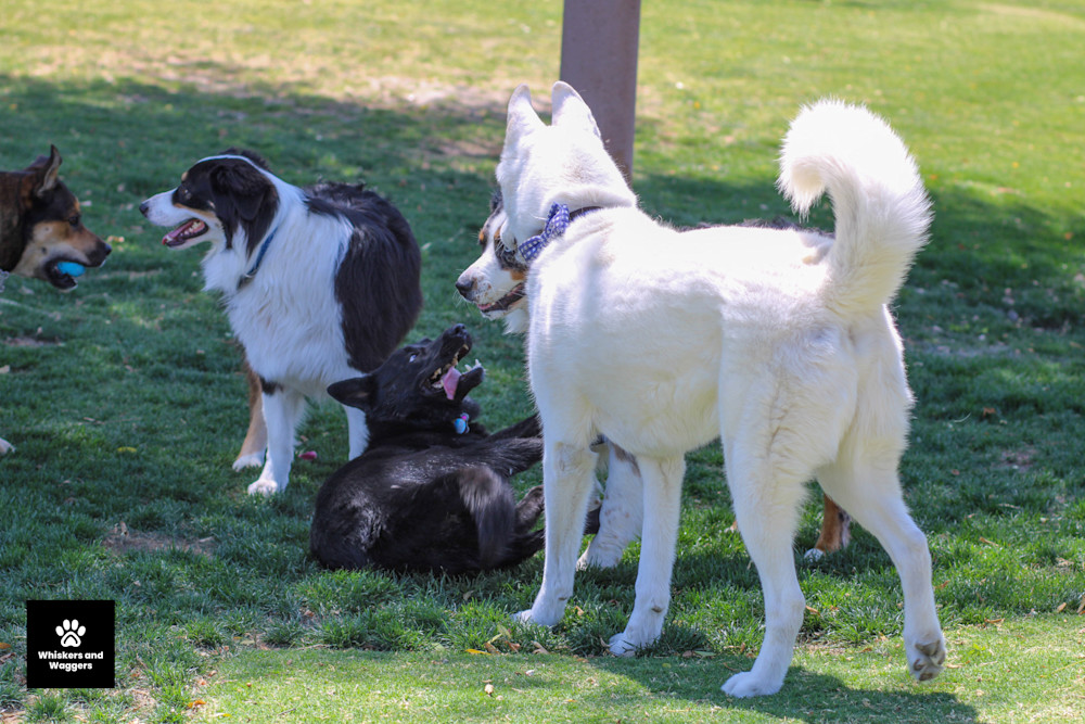 Dog Park Pix 27 Art | Whiskers and Waggers