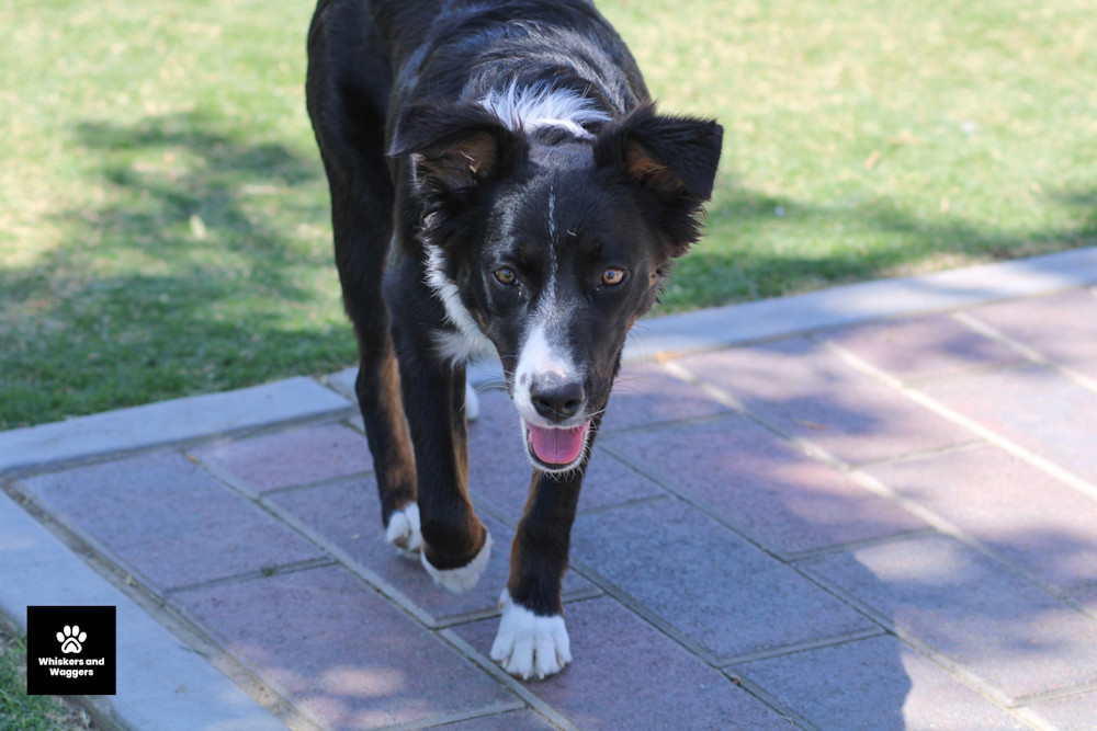 Dog Park Pix 31 Art | Whiskers and Waggers