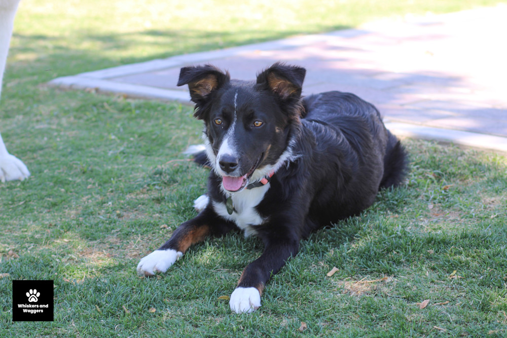Dog Park Pix 29 Art | Whiskers and Waggers