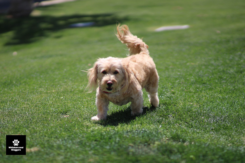 Dog Park Pix 04 Art | Whiskers and Waggers