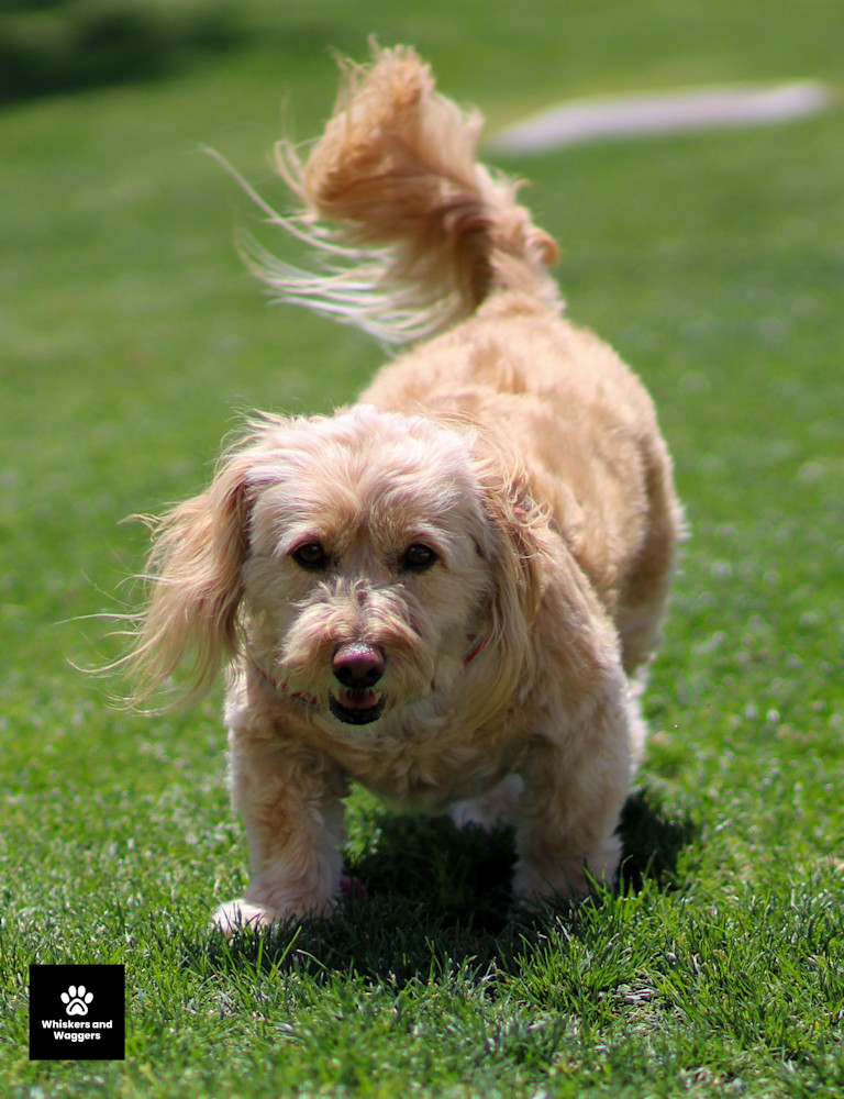 Dog Park Pix 05 Art | Whiskers and Waggers