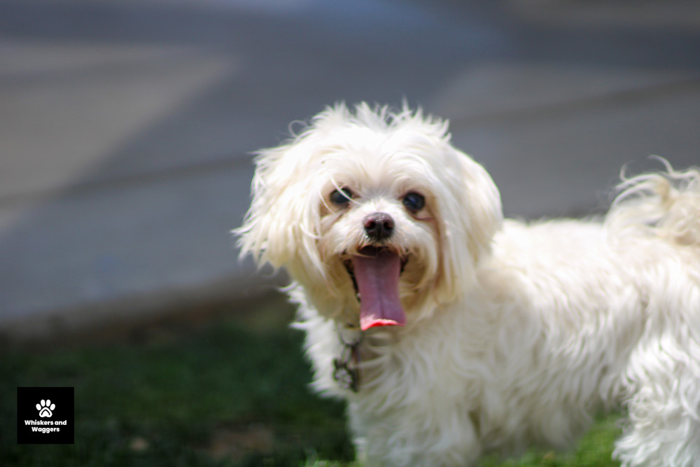 Dog Park Pix 08 Art | Whiskers and Waggers