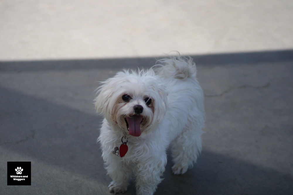 Dog Park Pix 15 Art | Whiskers and Waggers