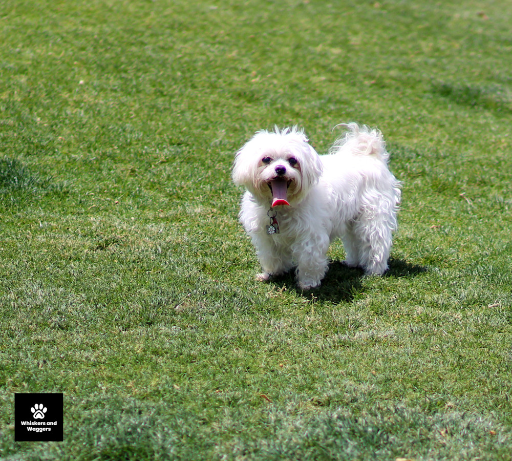 Dog Park Pix 11 Art | Whiskers and Waggers