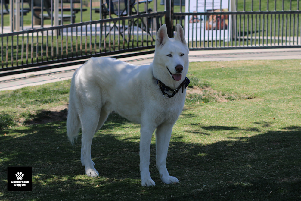 Dog Park Pix 25 Art | Whiskers and Waggers