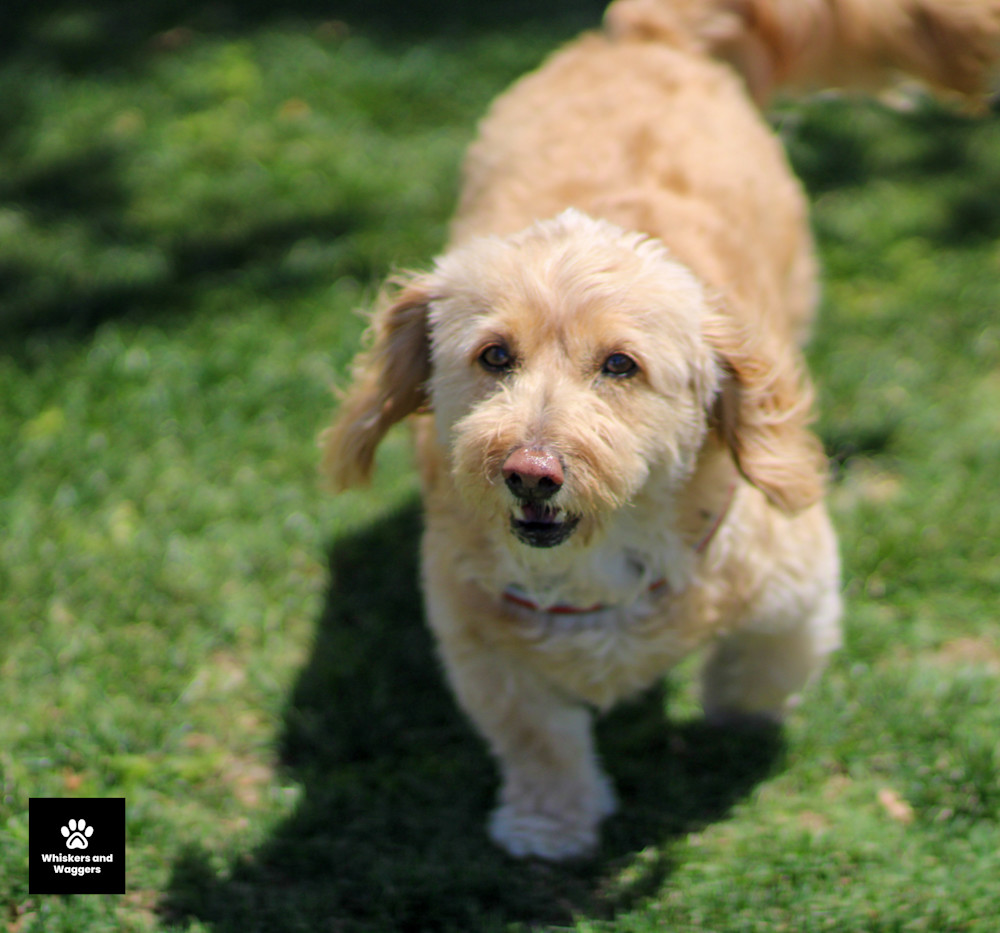 Dog Park Pix 01 Art | Whiskers and Waggers
