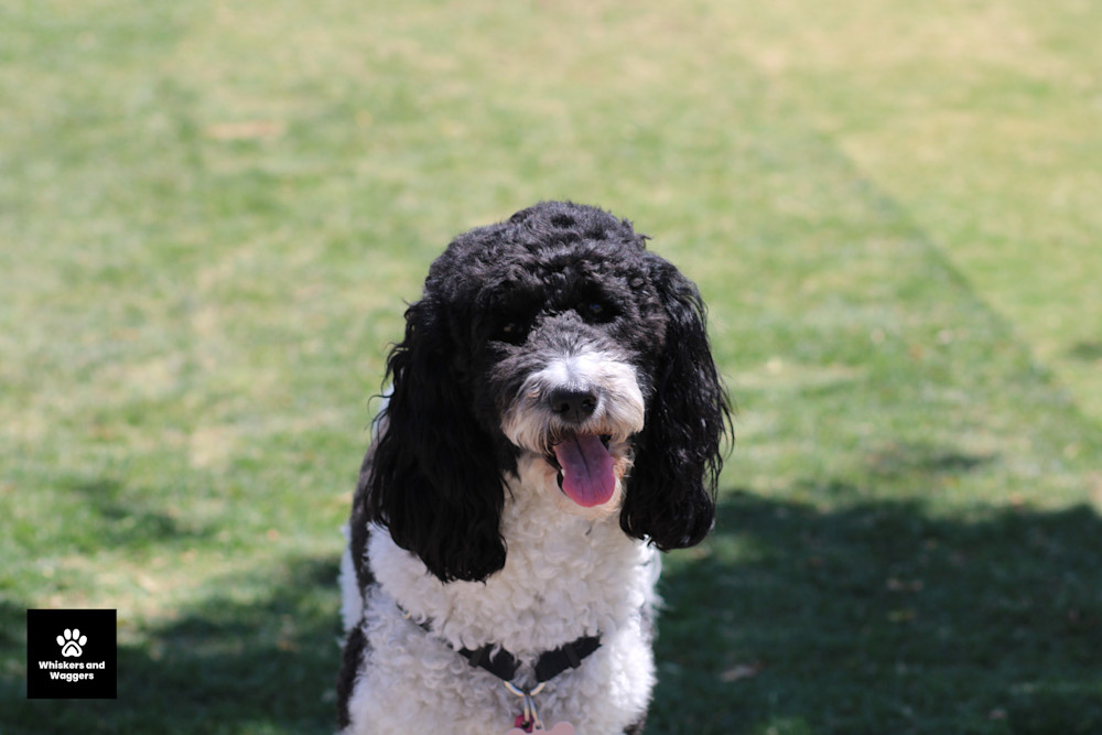 Dog Park Pix 21 Art | Whiskers and Waggers