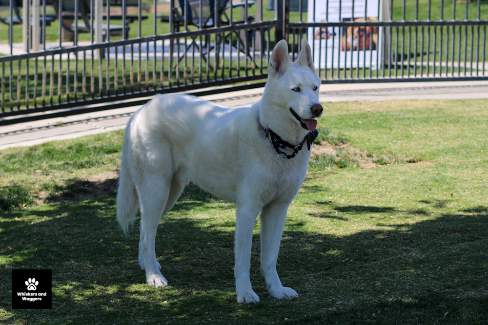 Dog Park Pix 24 Art | Whiskers and Waggers