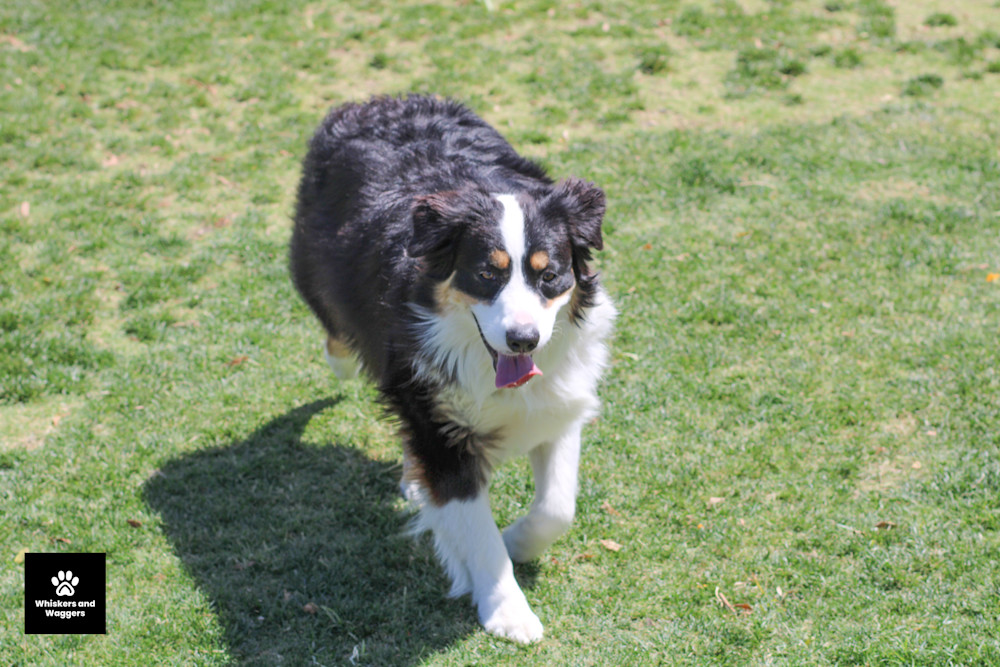 Dog Park Pix 33 Art | Whiskers and Waggers