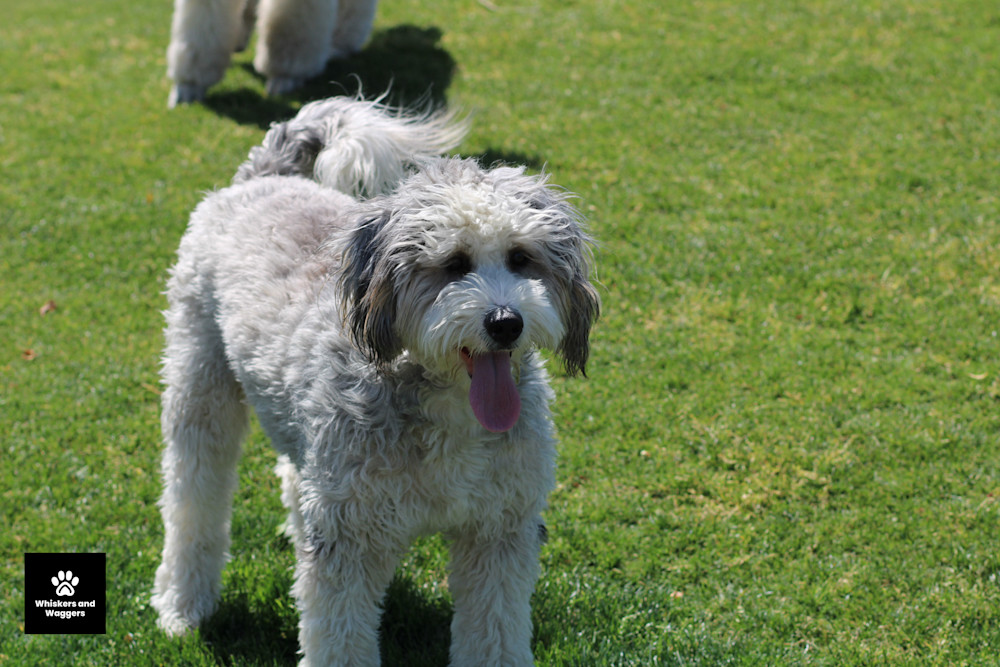 Dog Park Pix 50 Art | Whiskers and Waggers