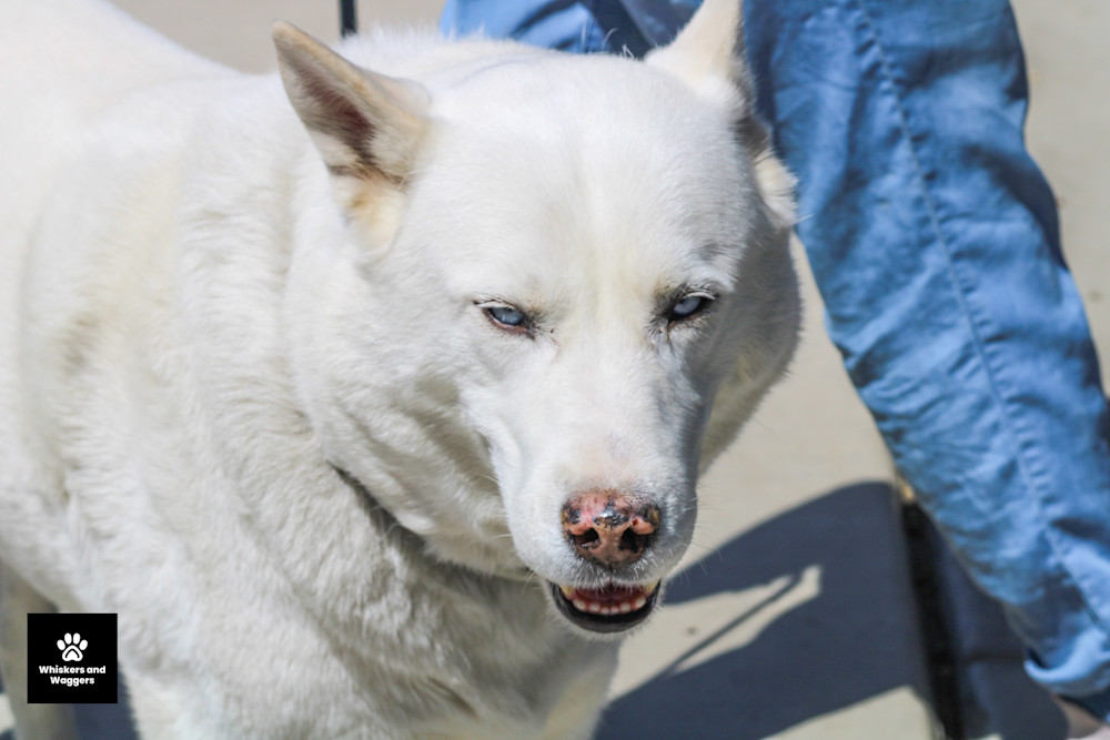 Dog Park Pix 54 Art | Whiskers and Waggers