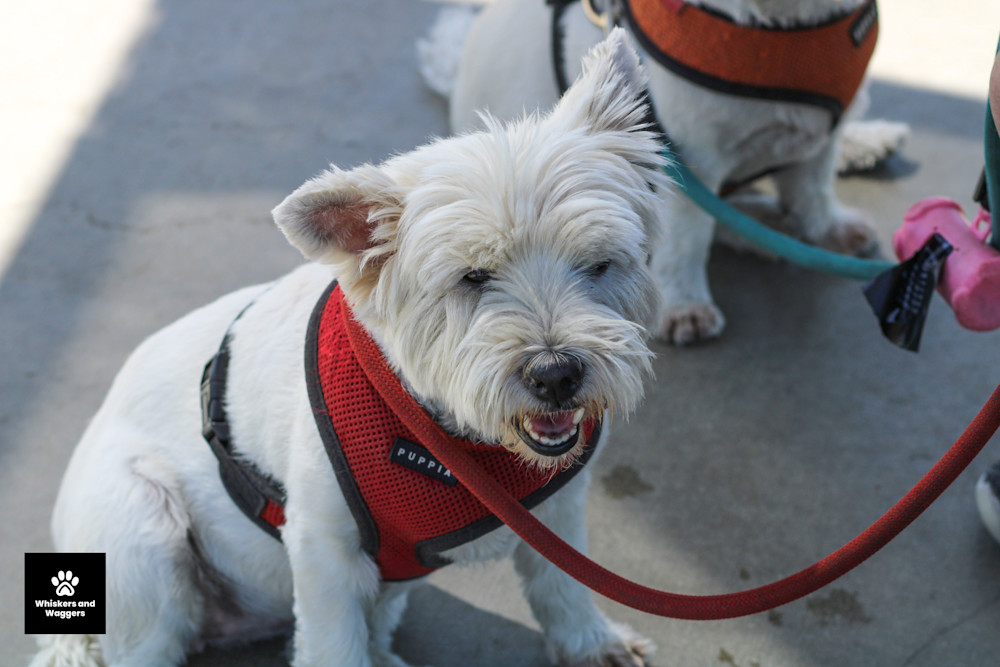 Dog Park Pix 55 Art | Whiskers and Waggers