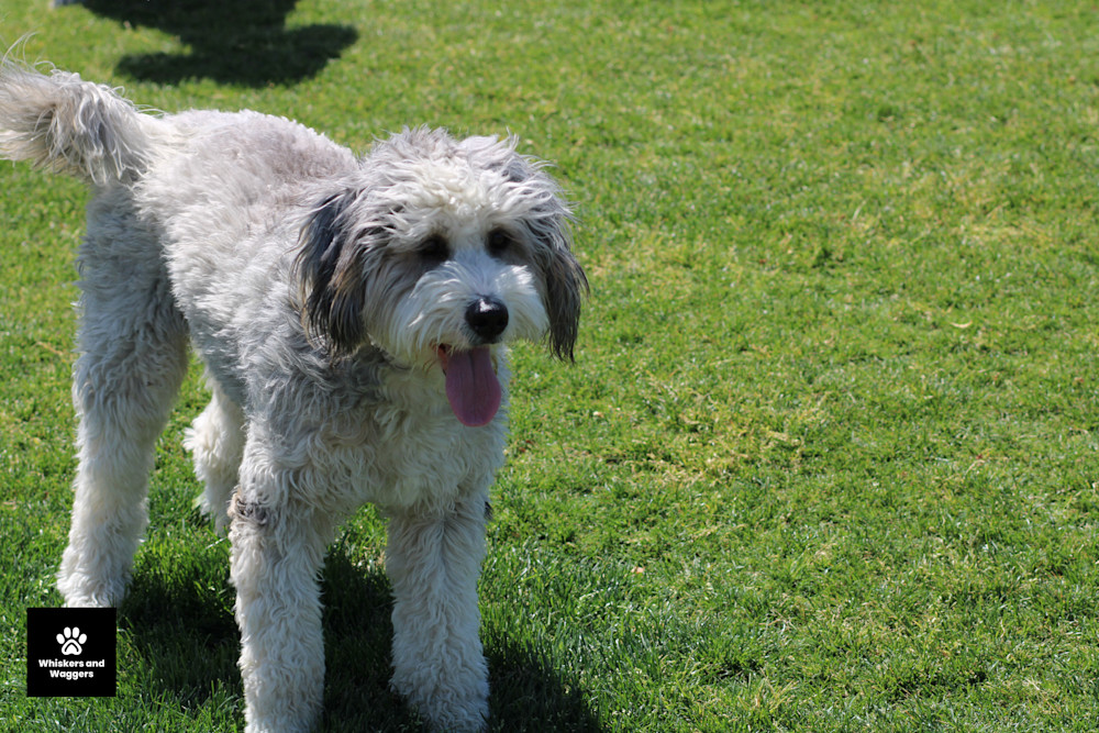 Dog Park Pix 52 Art | Whiskers and Waggers