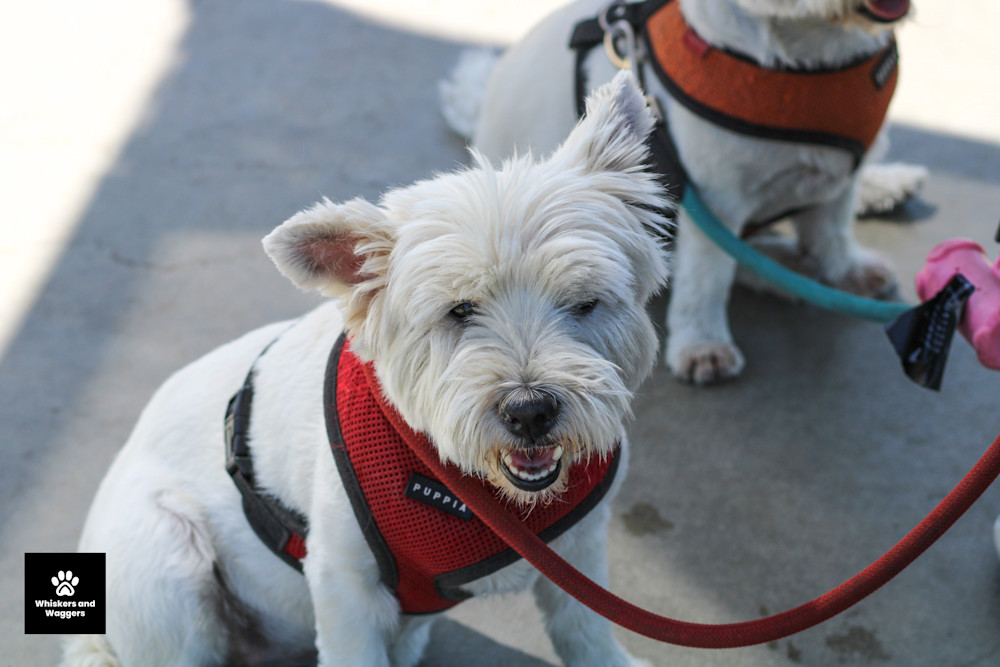 Dog Park Pix 56 Art | Whiskers and Waggers