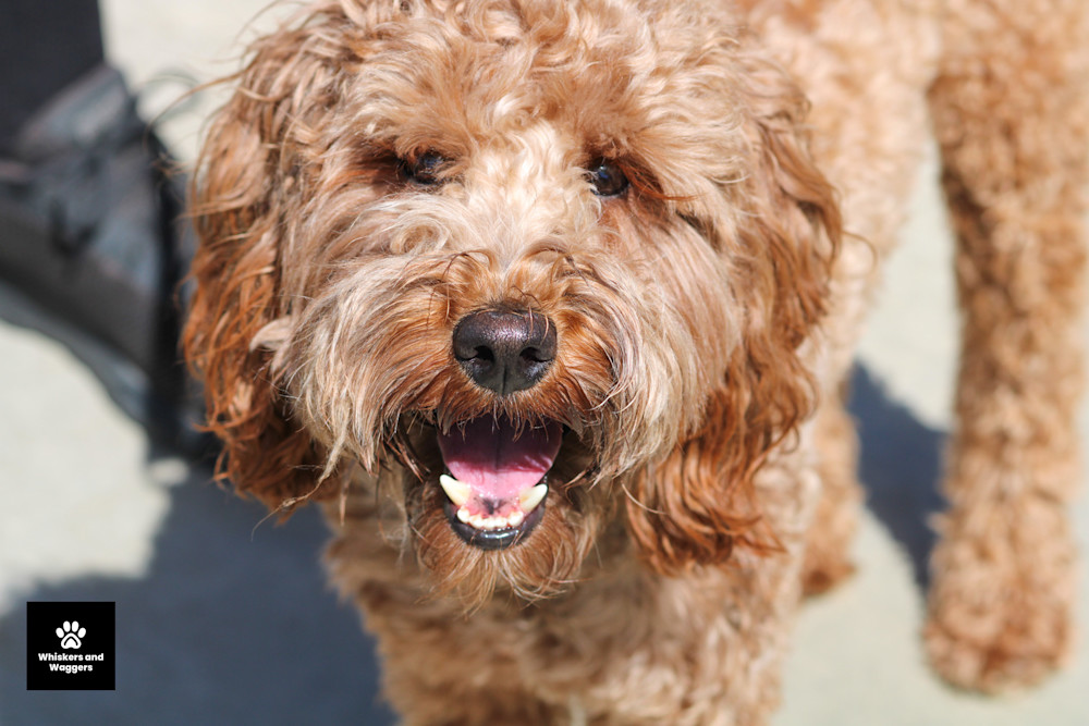 Dog Park Pix 63 Art | Whiskers and Waggers