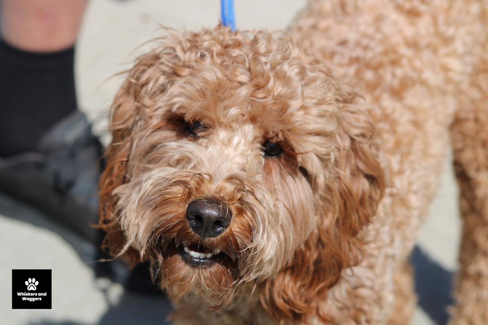 Dog Park Pix 61 Art | Whiskers and Waggers