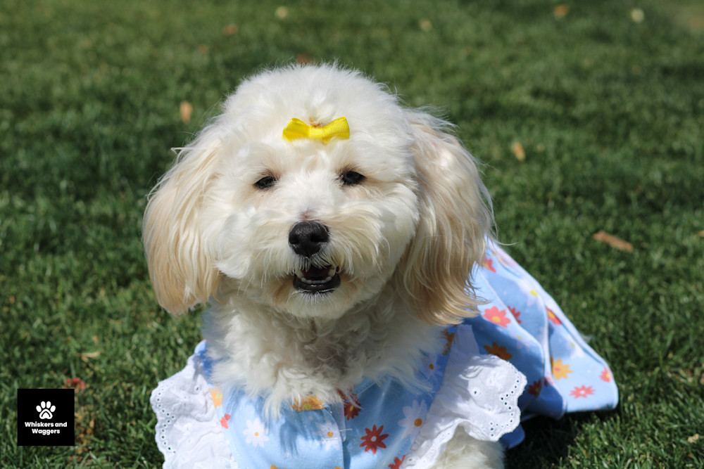 Dog Park Pix 68 Art | Whiskers and Waggers