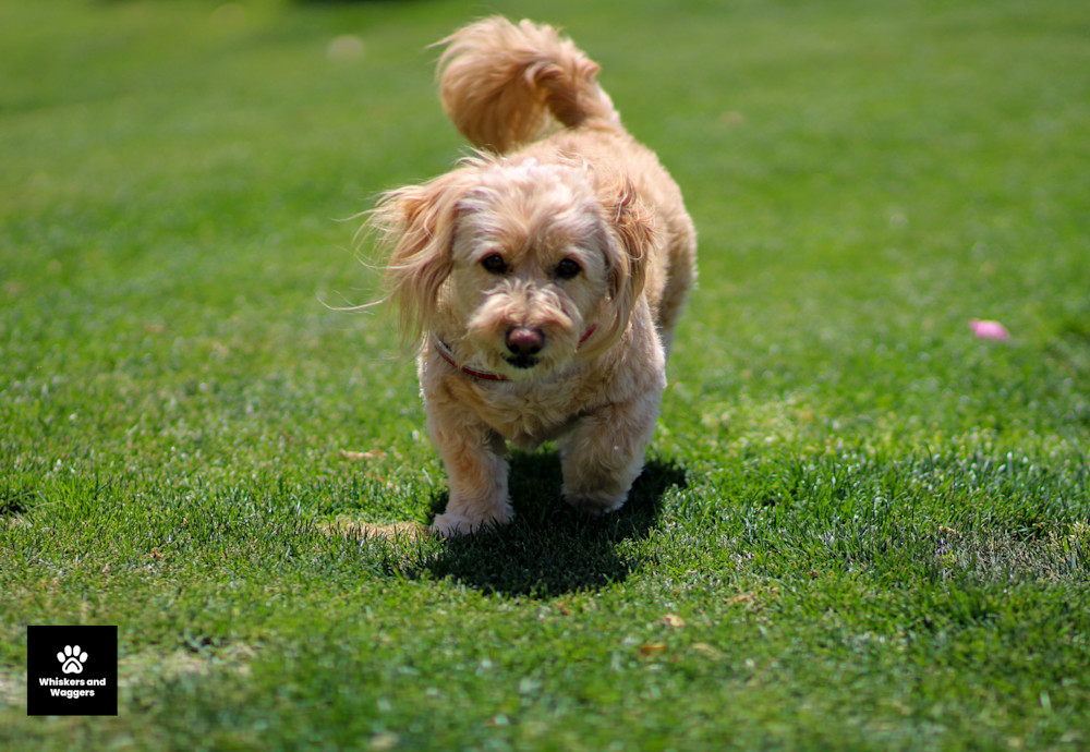 Dog Park Pix 03 Art | Whiskers and Waggers