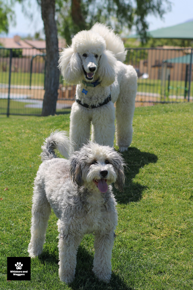 Dog Park Pix 46 Art | Whiskers and Waggers