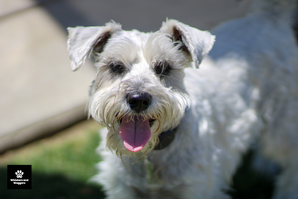 Dog Park Pix 07 Art | Whiskers and Waggers