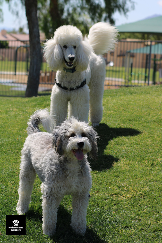 Dog Park Pix 42 Art | Whiskers and Waggers