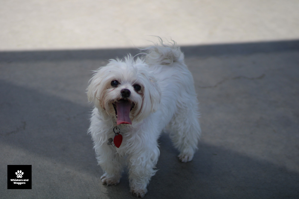 Dog Park Pix 14 Art | Whiskers and Waggers