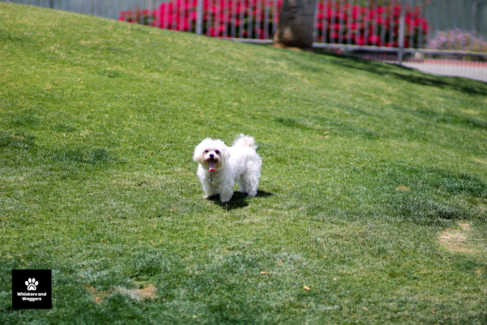 Dog Park Pix 10 Art | Whiskers and Waggers