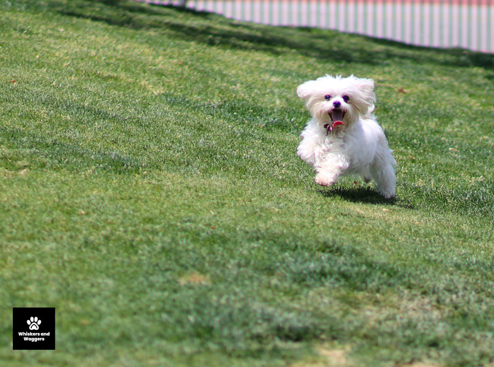 Dog Park Pix 12 Art | Whiskers and Waggers