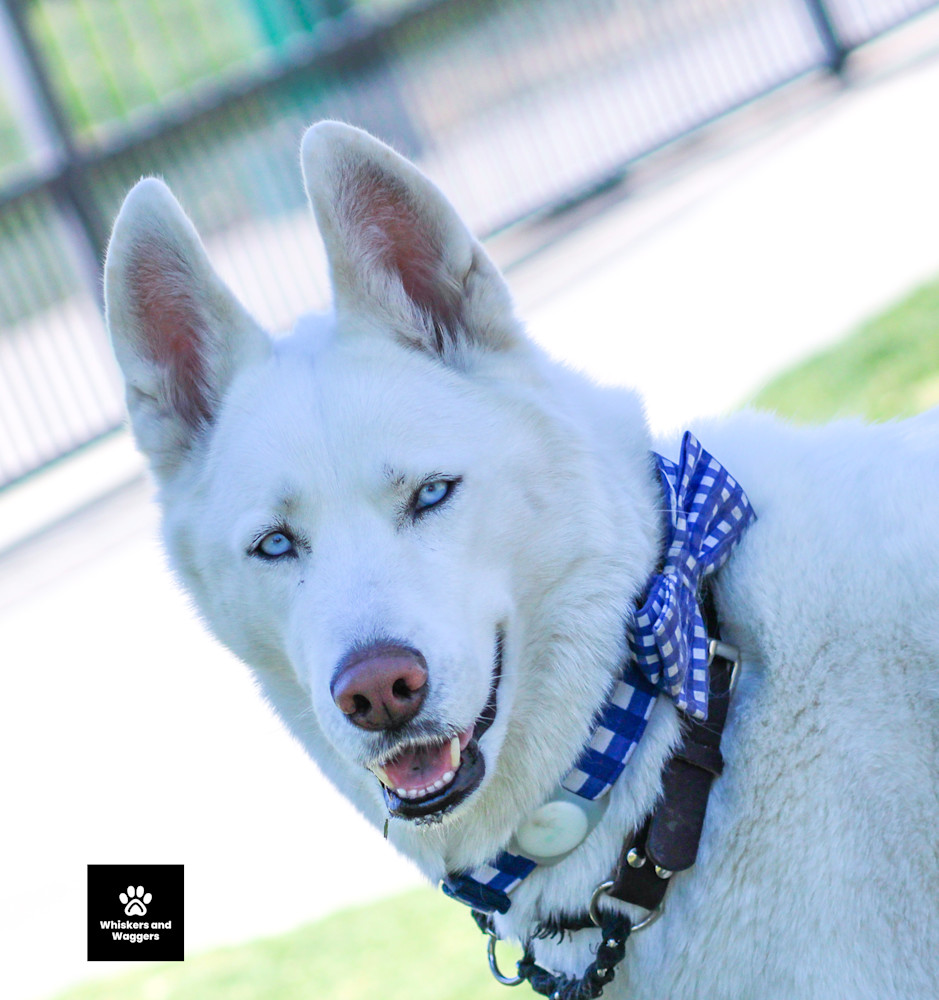 Dog Park Pix Sun 11 Art | Whiskers and Waggers