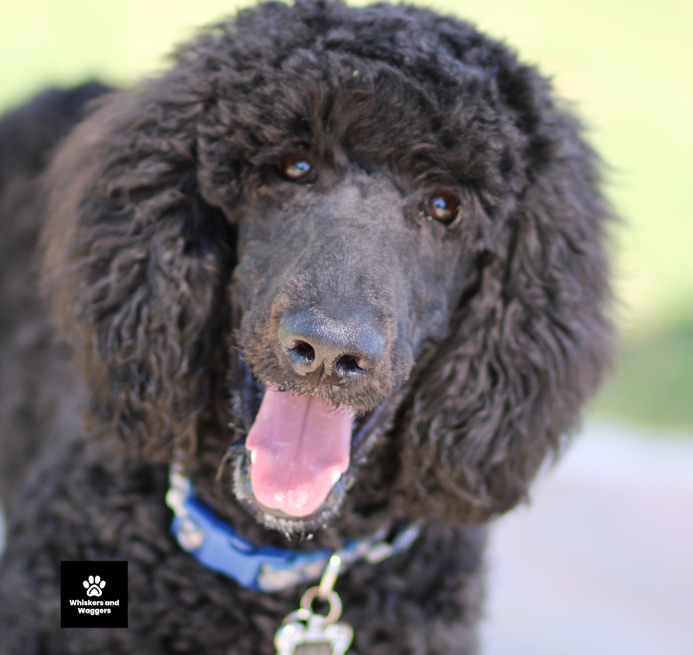 Dog Park Pix Sun 09 Art | Whiskers and Waggers