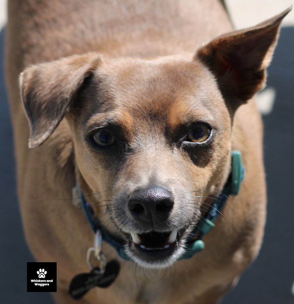 Dog Park Pix Sun 15 Art | Whiskers and Waggers