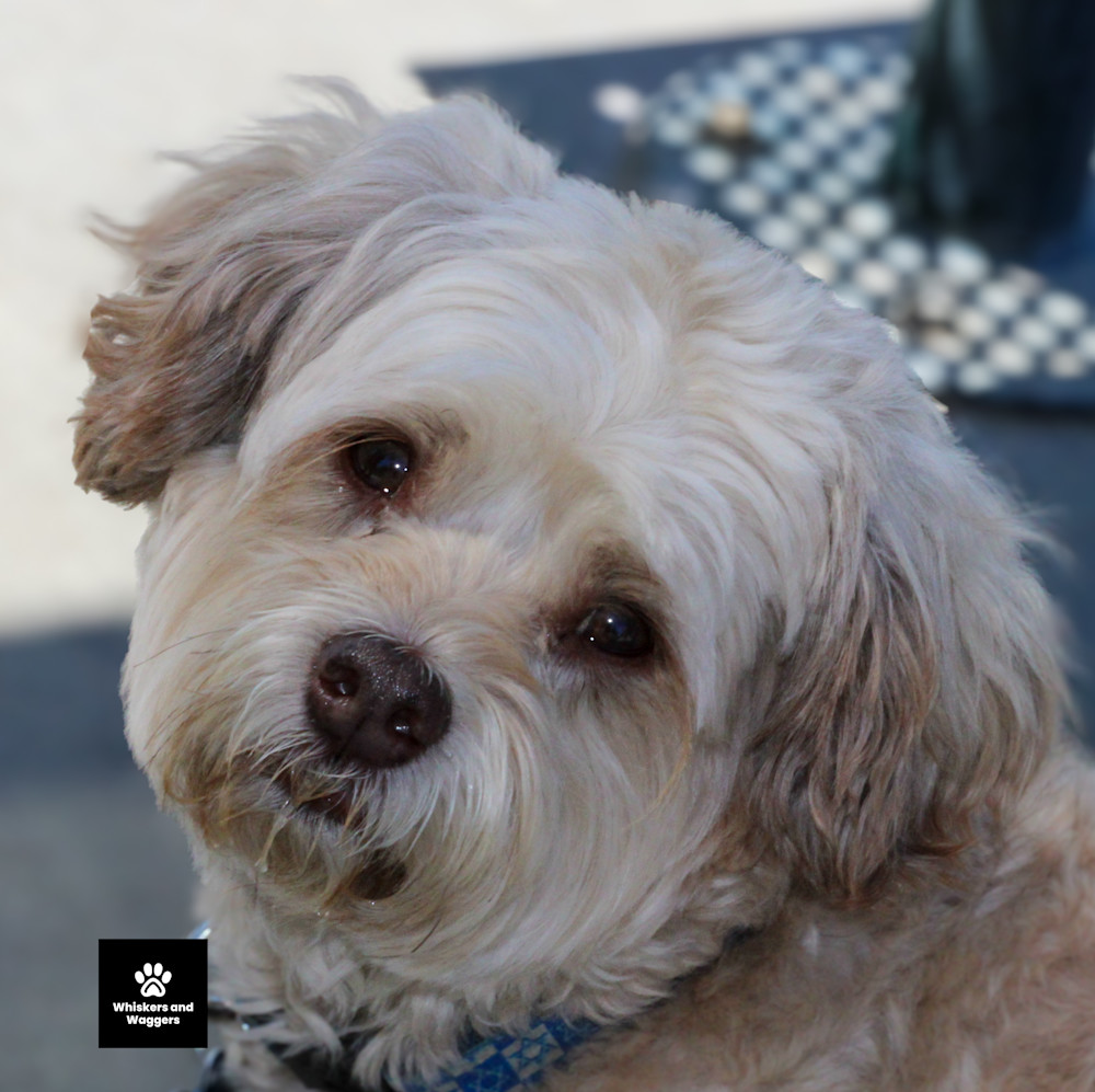 Dog Park Pix Sun 03 Art | Whiskers and Waggers