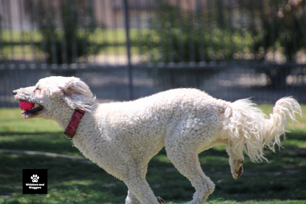 Dog Park Pix Sun 13 Art | Whiskers and Waggers